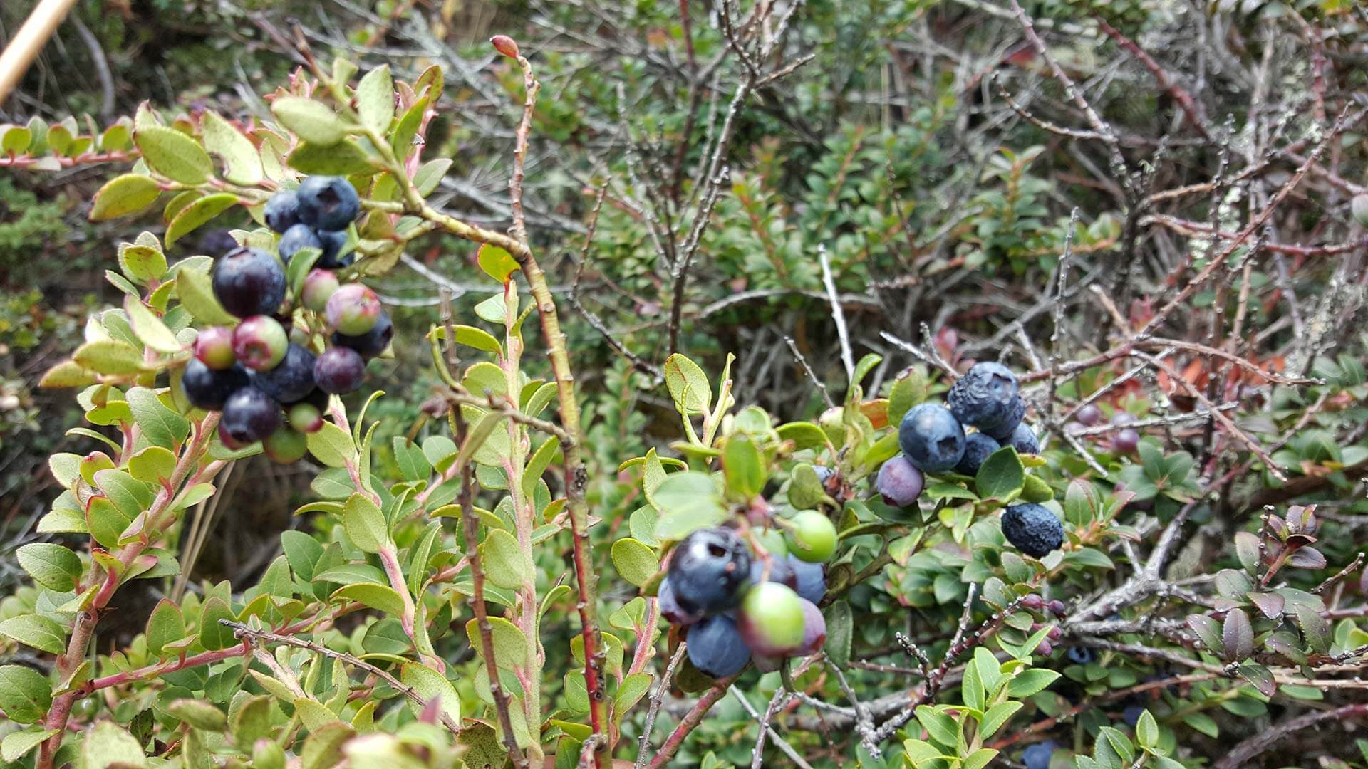 Cochapamba-blue-berry-hike-4